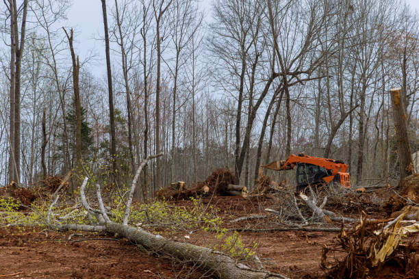 Best Emergency Tree Removal  in Silver Springs, NV