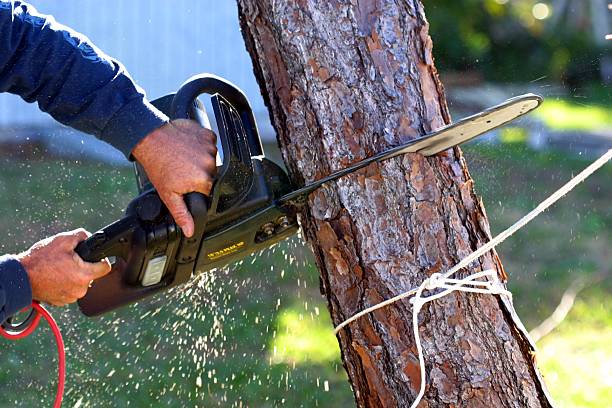 Best Hedge Trimming  in Silver Springs, NV