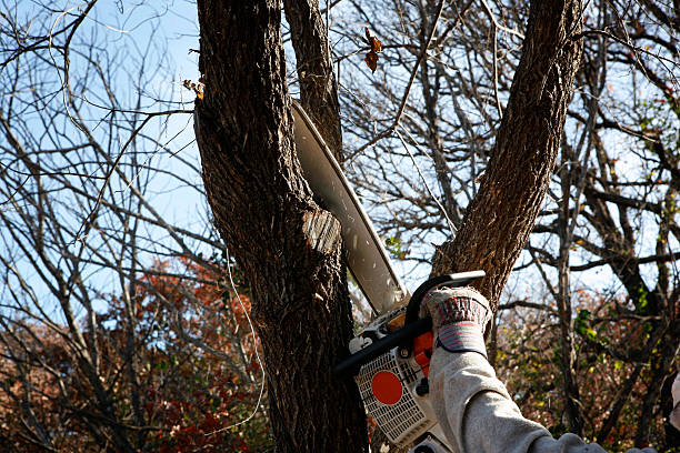 Best Storm Damage Tree Cleanup  in Silver Springs, NV